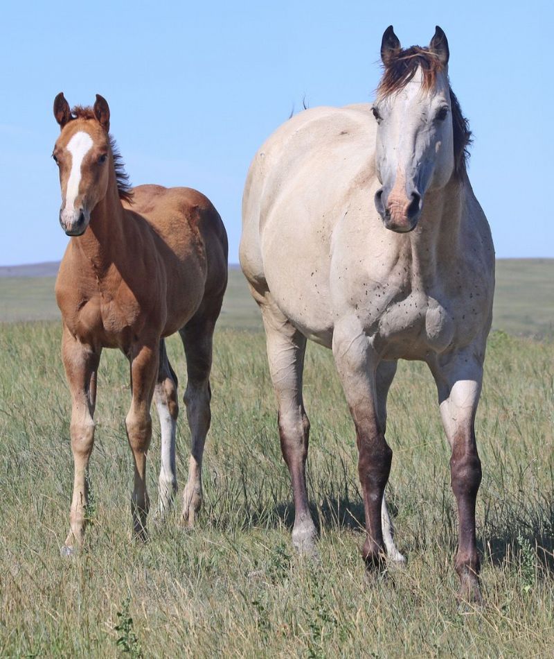053 - Tuff French Silk filly